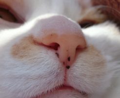 猫,鼻